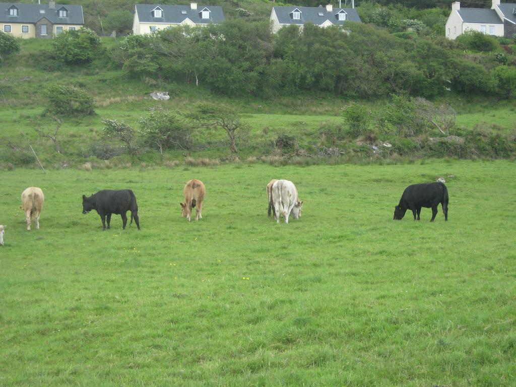 Bed and Breakfast Iveragh Heights Cahersiveen Exterior foto